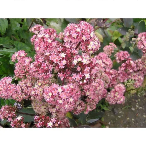 Очиток гибридный Strawberry and Cream